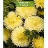 Саженцы астры желтой Королевский размер - 5 шт.: фото и описание