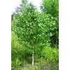 Саженцы березы обыкновенной - 5 шт.: фото и описание