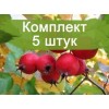 Саженцы Боярышника Барыня - 5 шт.: фото и описание