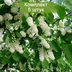 Комплект 5шт / Черемуха Обыкновенная Ватери (Watereri)