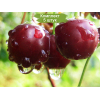 Саженцы черешни Ипуть - 5 шт.: фото и описание