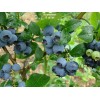 Саженцы черники Герберт (Herbert) - 5 шт.: фото и описание