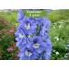 Саженцы дельфиниума Санни Скай (Sunny Sky) - 5 шт.: фото и описание