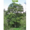 Саженцы дуба Европейский 100-150 см - 5 шт.: фото и описание