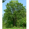 Саженцы дуба Монгольский 60-100 см - 5 шт.: фото и описание