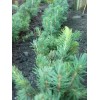 Саженцы ели голубой черенок (15-20 см.) - 5 шт.: фото и описание