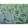 Саженцы Ели Голубая Глаука (Glauca) 40-60 см - 5 шт.: фото и описание