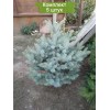 Саженцы Ели Голубая Кейбаб (Kaibab) 60-100 см - 5 шт.: фото и описание
