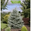 Саженцы Ели Голубая Кейбаб (Kaibab) от 150 см - 5 шт.: фото и описание