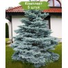 Саженцы Ели колючая Мисти Блу (Pungens Misty Blue) (Саженцы до 25 см) - 5 шт.: фото и описание