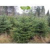 Саженцы Ели Сибирская 60-100 см - 5 шт.: фото и описание