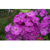 Саженцы флокса Аметист (Amethyst) - 5 шт.: фото и описание