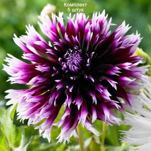 Комплект 5шт / Георгин Алауна Клер-Обскур (Alauna Clair Obscure)