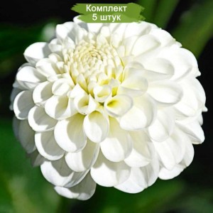 Комплект 5шт / Output: Георгин Сноуфлейк (Snowflake)