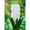 Луковицы Гиацинта Сноу Кристалл (Snow Crystal) - 5 шт.: фото и описание