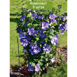 Комплект 5шт / Гибискус Блю Бёрд (Blue Bird)