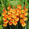 Луковицы гладиолуса крупноцветковый Саншайн (Sunshine) - 5 шт.: фото и описание