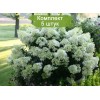 Саженцы гортензии метельчатой Бейби Лейс (Baby Lace) - 5 шт.: фото и описание