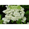 Саженцы гортензии древовидной Хаес Старбаст (Hayes Starburst) - 5 шт.: фото и описание