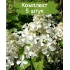 Саженцы гортензии метельчатой Левана (Levana) - 5 шт.: фото и описание