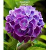 Саженцы гортензии крупнолистной Мэджикал Фламенко Блю (Magical Flamenco blue) - 5 шт.: фото и описание