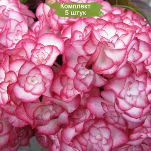 Комплект 5шт / Гортензия Мэджикал Фламенко (крупнолистная) (Magical Flamenco)