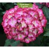 Саженцы гортензии крупнолистной Мэджикал орнамент (Мagical Ornament) - 5 шт.: фото и описание