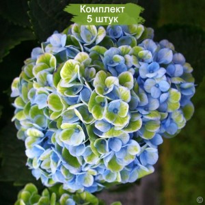 Комплект 5шт / Гортензия Мэджикал Революшн (Magical Revolution) (крупнолистная)
