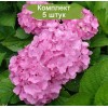 Саженцы гортензии крупнолистной Пинк Вондер (Pink Wonder) - 5 шт.: фото и описание
