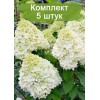 Саженцы гортензии метельчатой Полярный медведь - 5 шт.: фото и описание