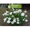 Саженцы гортензии метельчатой Прим Уайт (Prim White) - 5 шт.: фото и описание