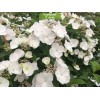 Саженцы гортензии ампельной Сбежавшая Невеста / Белоснежка (Runaway Bride) - 5 шт.: фото и описание