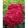 Саженцы гортензии крупнолистной Ред Вондер (Red Wonder) - 5 шт.: фото и описание
