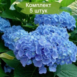 Комплект 5шт / Гортензия Клеопатра Блю (Cleopatra Blue) (крупнолистная)