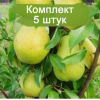 Саженцы груши колоновидной Диалог - 5 шт.: фото и описание