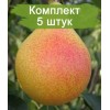 Саженцы груши Любимица Клаппа - 5 шт.: фото и описание