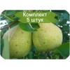 Саженцы груши Память Яковлеву - 5 шт.: фото и описание