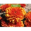 Саженцы хризантемы мультифлора Арес Бронз (Ares Bronz) (Оранжевая) - 5 шт.: фото и описание