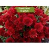 Саженцы хризантемы мультифлора Бранхил Ред (Branhill Red) - 5 шт.: фото и описание