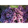 Саженцы хризантемы мультифлора Брансаунд Пурпл (Bransound Purple) - 5 шт.: фото и описание