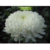 Саженцы крупноцветковой хризантемы Хрустальная Ваза (Белая) - 5 шт.: фото и описание