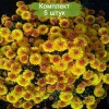 Саженцы хризантемы мультифлора Кинг Йеллоу (King Yellow) (Желтая) - 5 шт.: фото и описание