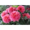 Саженцы среднецветковой хризантемы Книпскис (Knipskis) (Розовая) - 5 шт.: фото и описание