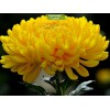 Саженцы крупноцветковой хризантемы Мираж (Желтая) - 5 шт.: фото и описание