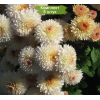 Саженцы хризантемы мультифлора Скайла (Белая) - 5 шт.: фото и описание