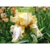 Саженцы ириса Депеш Мод (Depeshe Mode) - 5 шт.: фото и описание