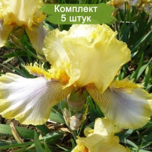 Комплект 5шт / Ирис Херитидж Лейс (Heritage Lace)