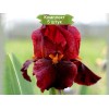 Саженцы ириса Ред Зингер (Red Zinger) - 5 шт.: фото и описание