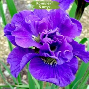 Комплект 5шт / Ирис сибирский Конкорд Крус (Concord Crus)