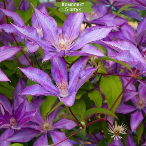 Комплект 5шт / Клематис Дороти Уолтон (Dorothy Walton)